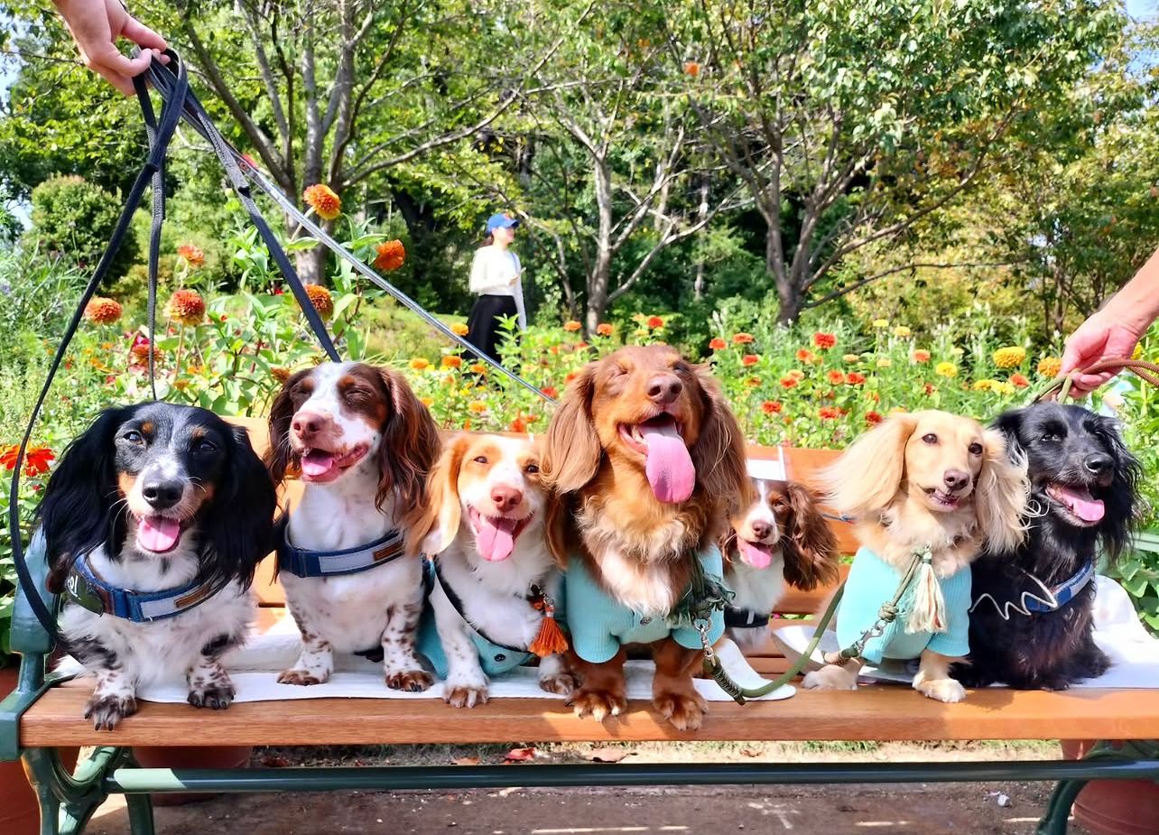 A happy group of River Stone Doxies