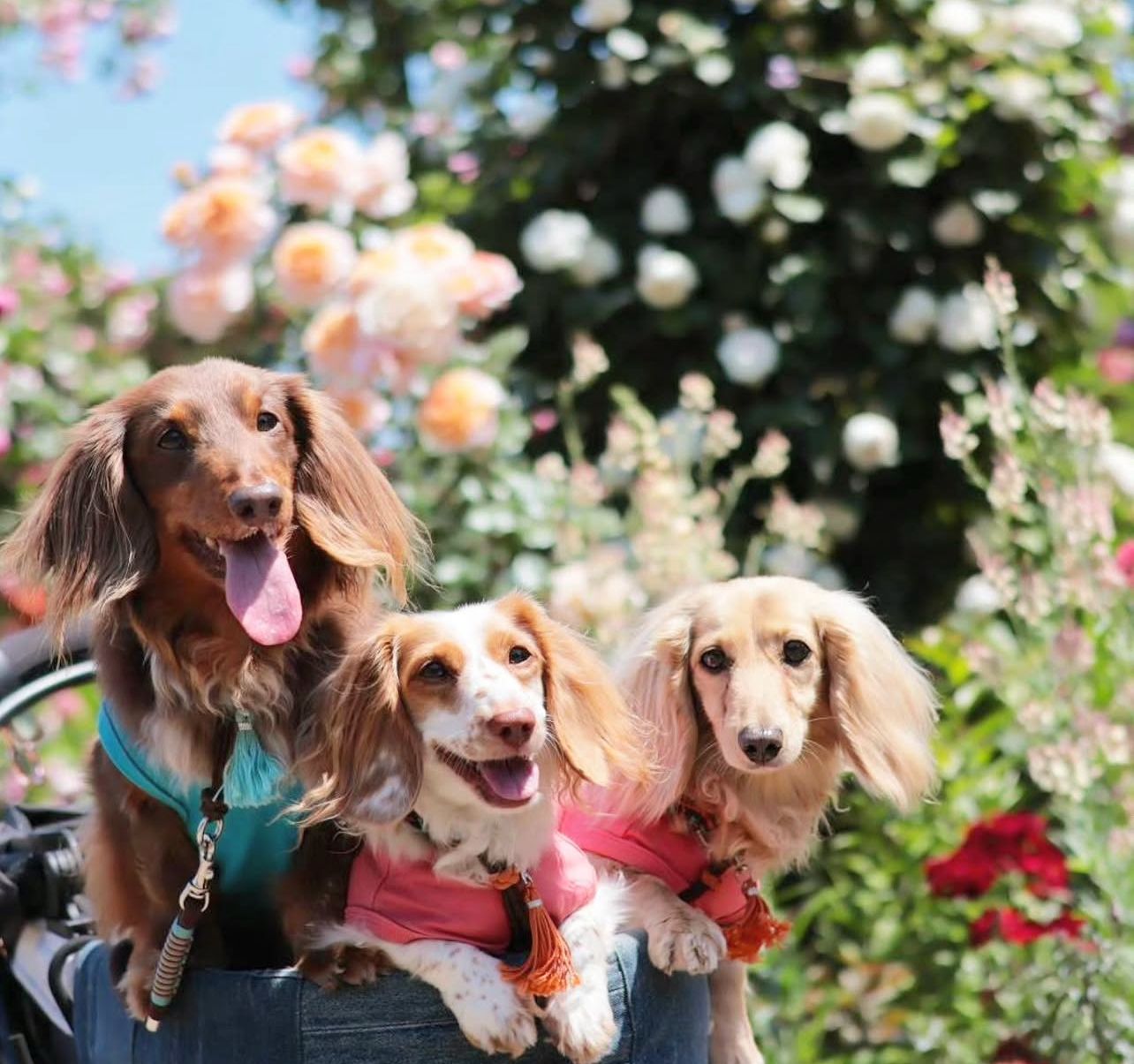 River Stone Doxies among the roses
