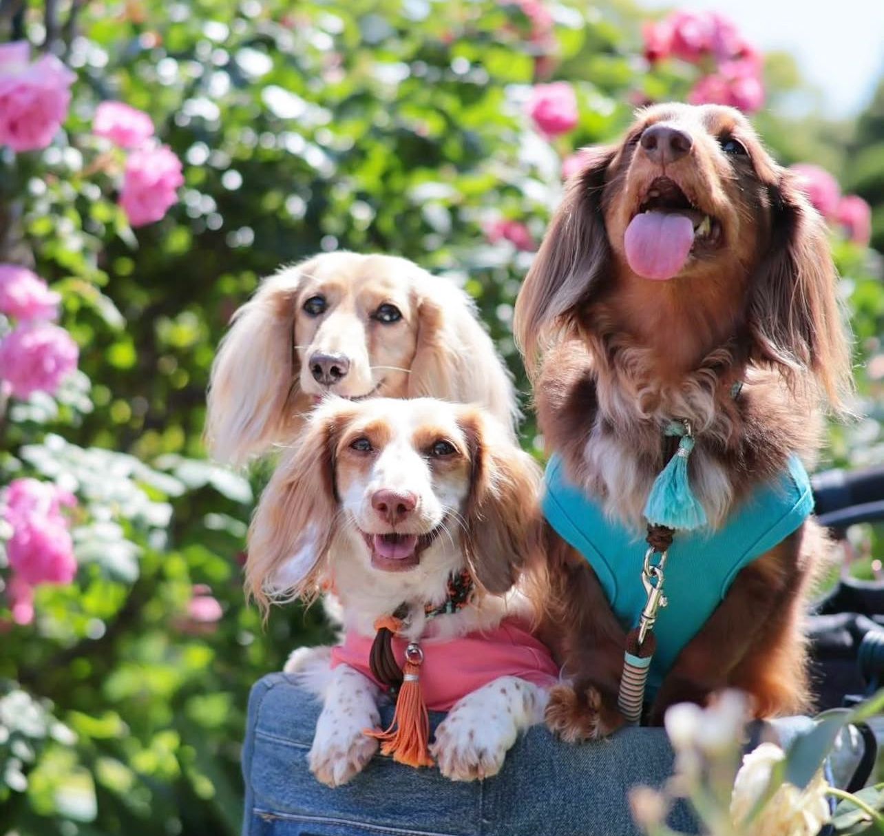 River Stone Doxies in the garden