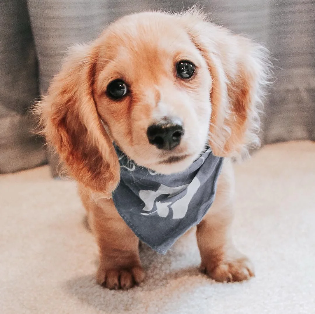 Max the Dachshund puppy